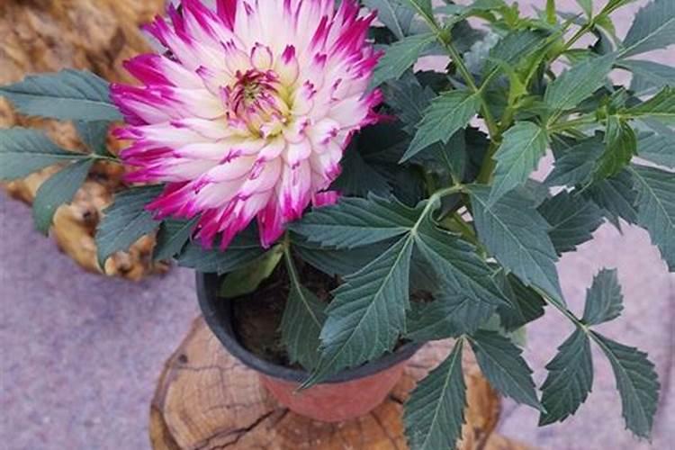 大丽花开花后怎么养大丽花花期过后处理方法