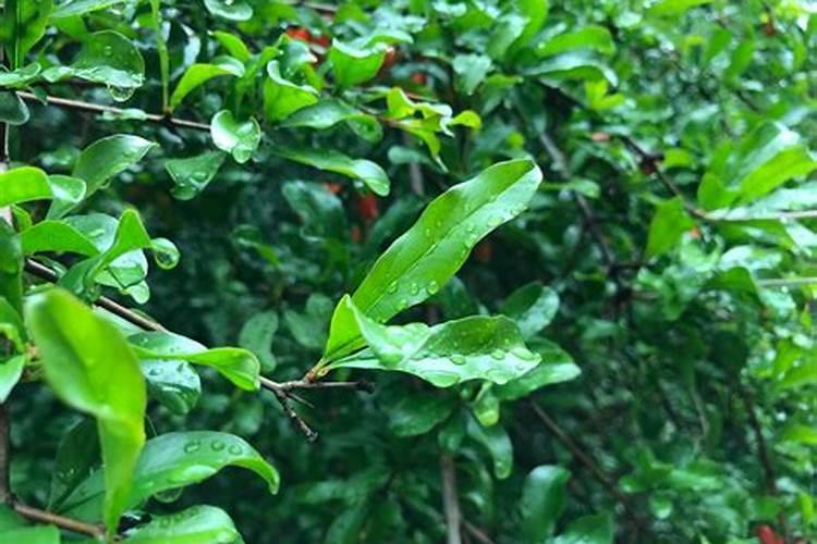 白菜是叶子还是茎怎样给白菜浇水