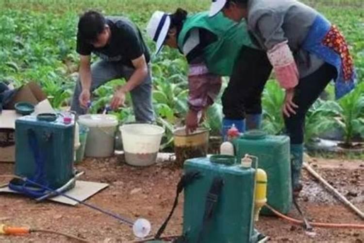 葡萄树干生虫用什么药