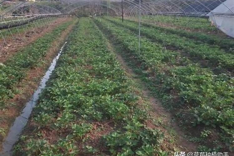 白菜施肥多久浇一次水