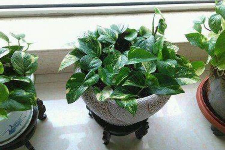 绿萝最好的肥料是啥