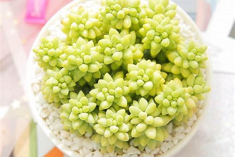 玉坠多肉怎么养的又肥又胖又长 玉坠多肉怎么养又肥又胖又长