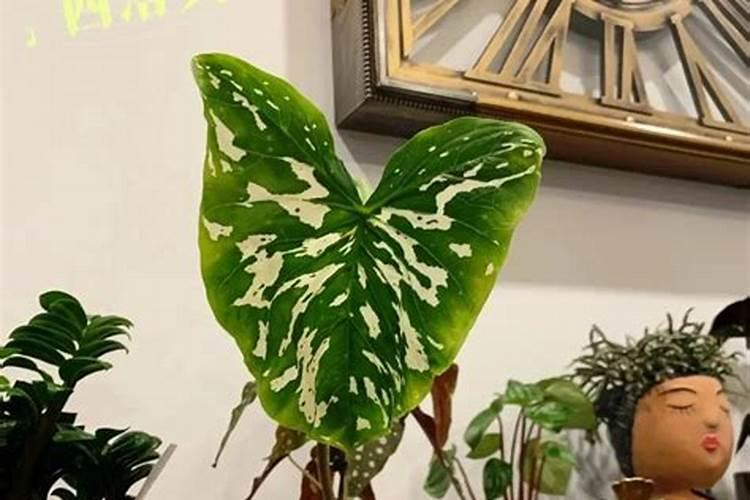 泥炭土可以直接种花吗