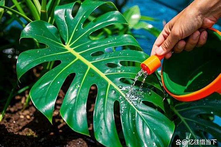 龟背竹怎么浇水,多久不浇水会死