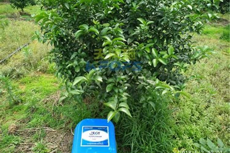 果树结果期用哪种水溶肥效果好？果树膨大期施肥怎么施？