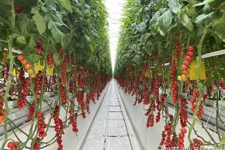 西红柿开花时是否要施肥