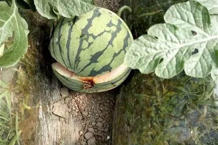 氮、磷、钾对西瓜生长有哪些影响？