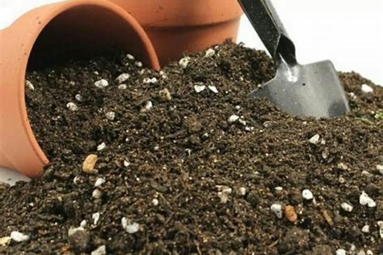 未腐熟的豆饼肥施于花卉盆土表面会烧苗吗？