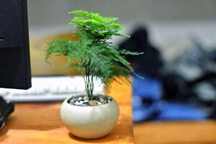 文竹需要哪些肥料