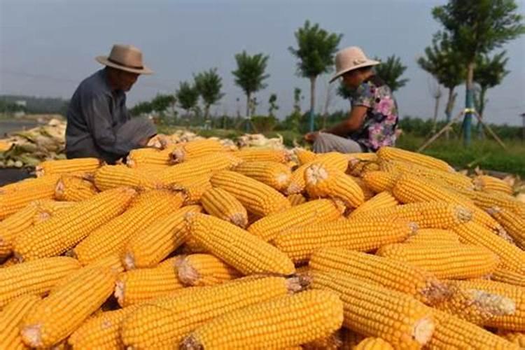 打玉米控旺可以加佳碎和多元素水溶肥吗