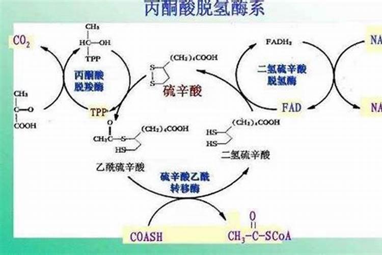 丙酮酸的生产方法