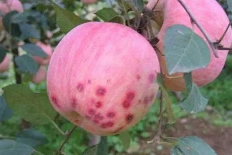 钙肥的最佳使用时期