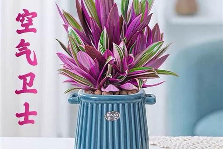 紫露兰吊兰养殖方法跟注意事项