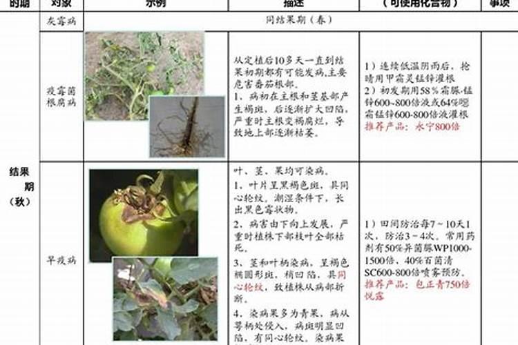 番茄增产追施磷酸二氢钾的用量和高产追肥建议