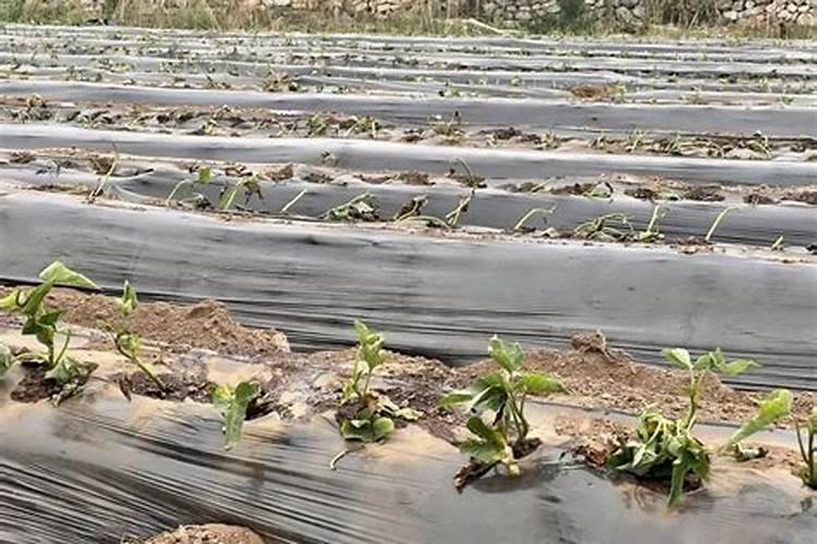 烤箱烤红薯多少度多长时间