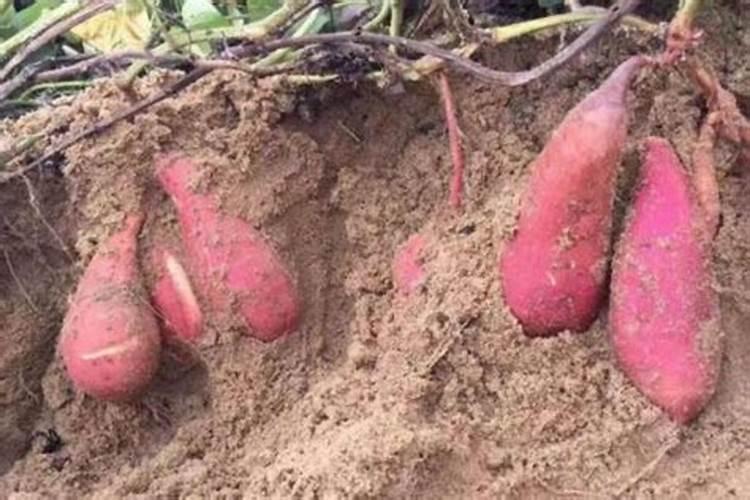 正确的整地有利于甘薯的生长,甘薯种植该怎么整地？