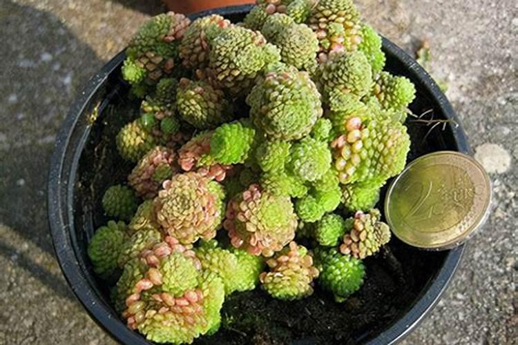 多肉施肥用什么肥料,如何给多肉施肥