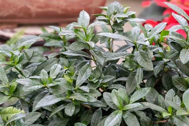 栀子花花苞期怎么施肥