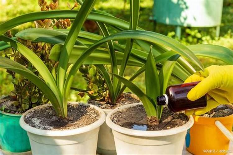 兰花冬天怎么浇水