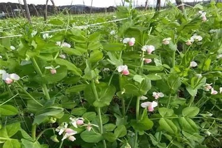 豌豆的高产种植要点是什么？它的生长习性是什么？