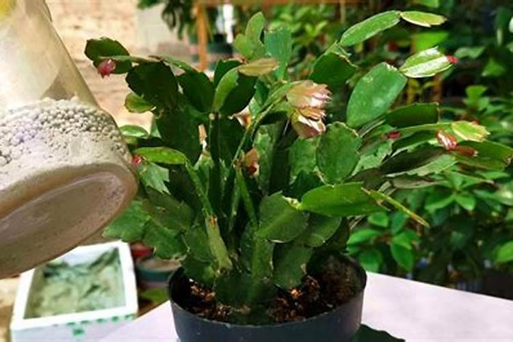 氮磷钾复合肥什么花都可以用吗,可以喷叶面吗