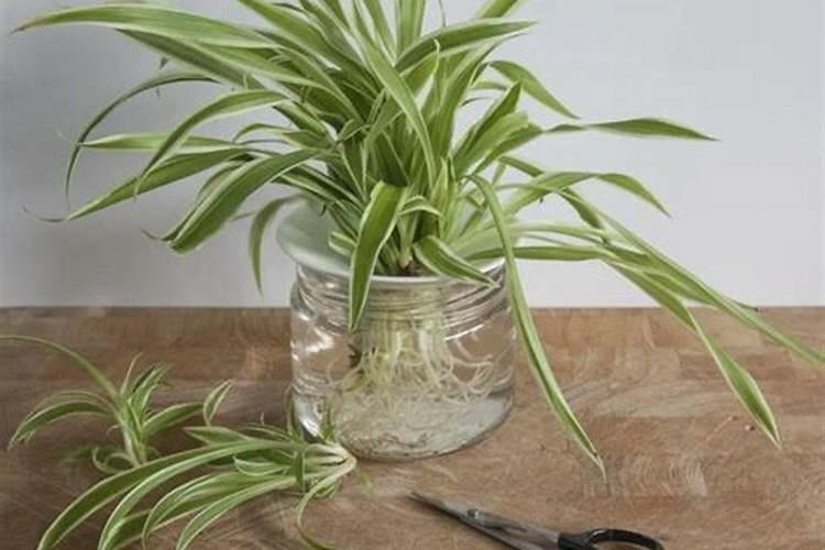 如何让吊兰快速生根