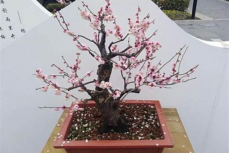 25千克是多少斤