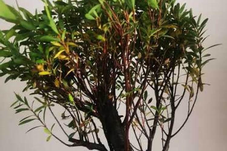 果树叶子发黄了,用什么肥料改善？