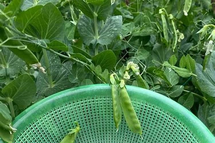 荷兰豆种植时间和方法
