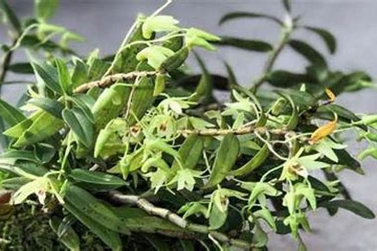 两棵大樱桃树遭受药害叶子已经枯黄无法喷施芸苔素解毒,可以用芸苔素...