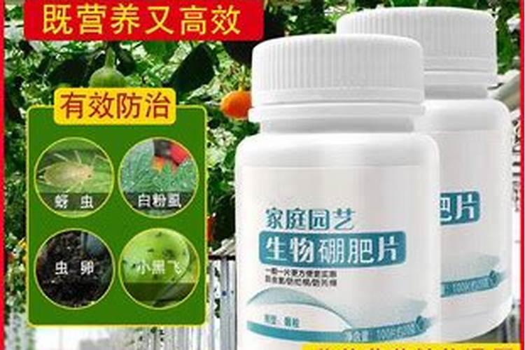 软枣猕猴的施肥量