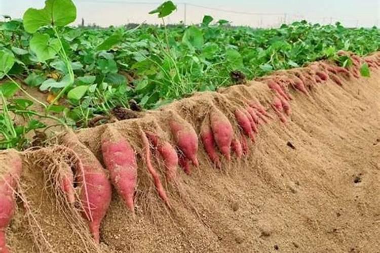 红薯什么时候用纯钾肥