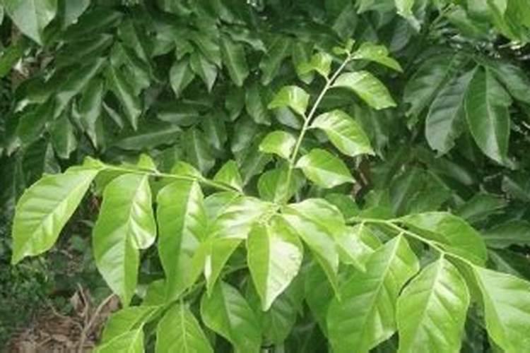 黄皮树什么时候崔花？