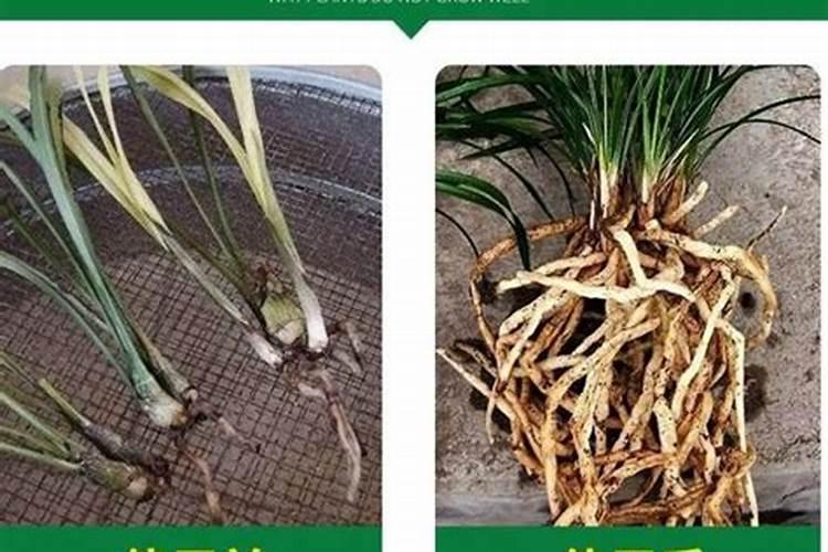 生根壮苗用什么肥料最好