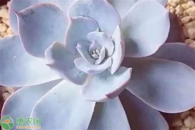 多肉要施什么肥合适