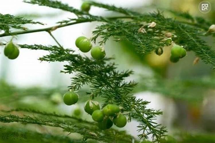 文竹需要哪些肥料