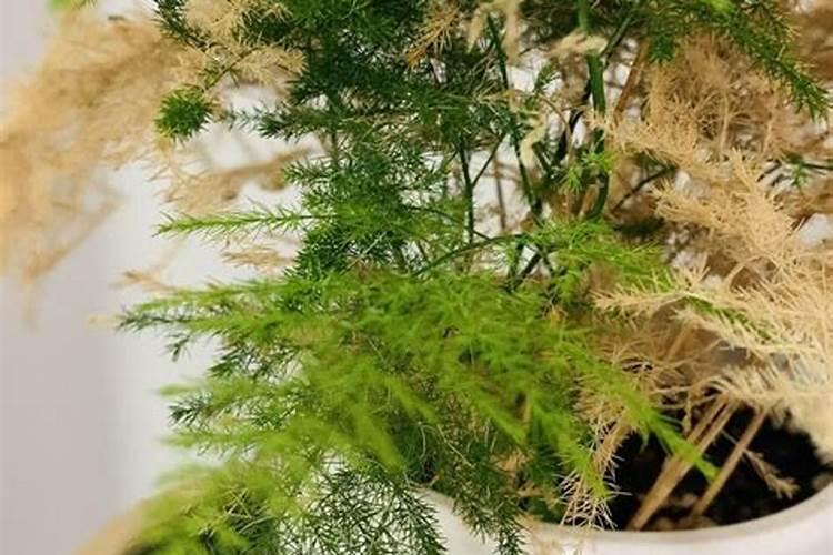 文竹应施什么肥