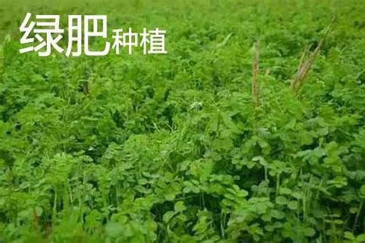 绿罗的养殖方法用什么肥料好