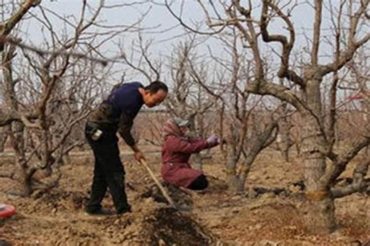 枣树什么时候施肥最好 枣树的施肥时间