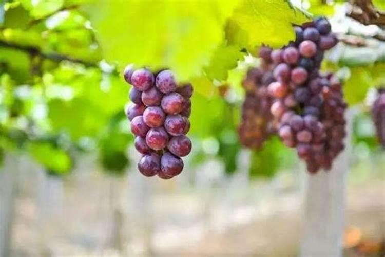 罗汉果结果了施什么肥料