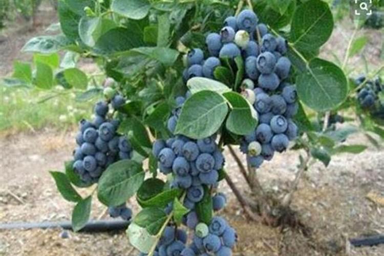 植物所需要的16种元素是哪些