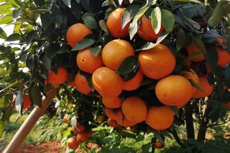 化肥提取硝酸钾犯法吗