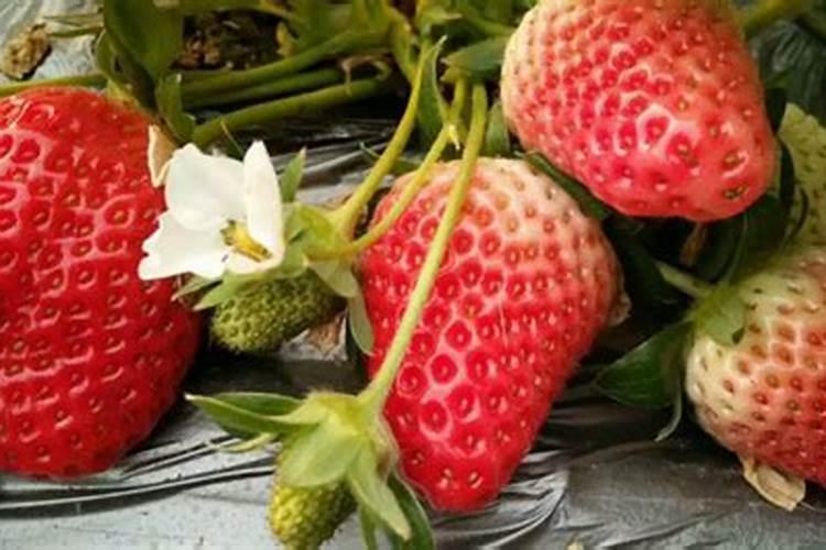 栀子花喜水还是喜干,浇水时可以加什么