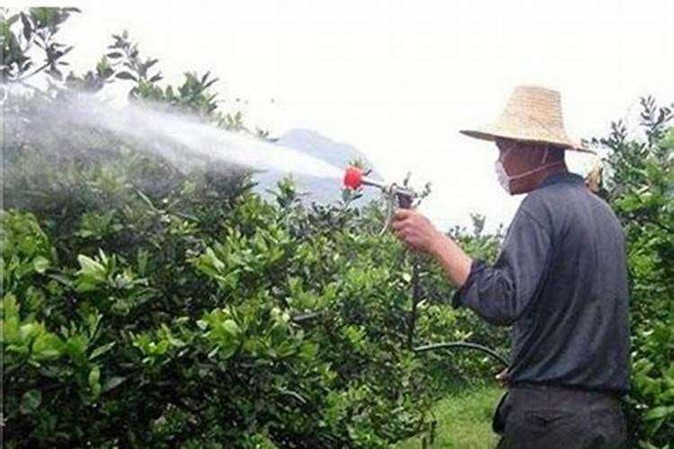 菊花缺钾症的防治方法 菊花养护要注意的六点