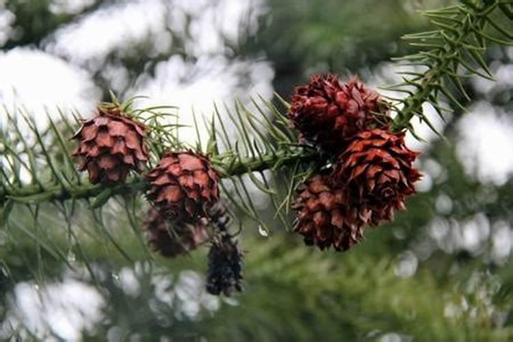 松子一天吃多少粒为宜