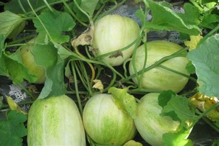 芸苔素使用技巧