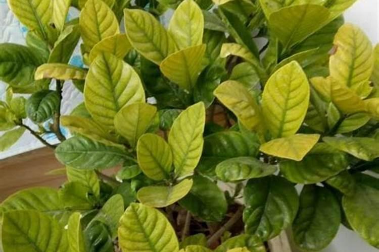 栀子花用什么肥料最好,怎么施肥