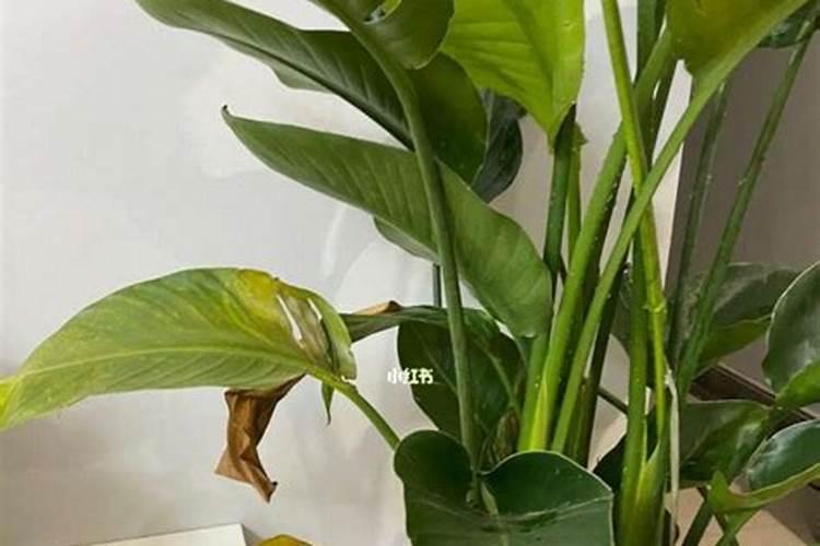 天堂鸟怎么养又绿大