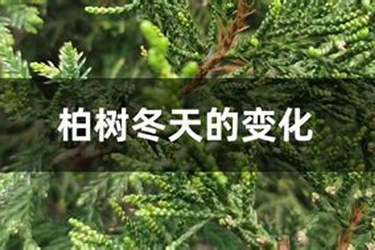 蓝冰柏是柏树吗？谁能提供详细一点的种植技术资料？