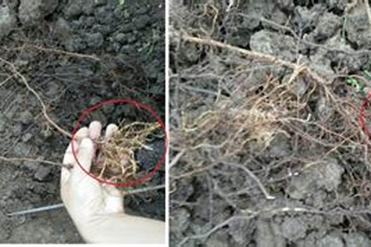 葡萄断根最佳时间